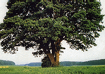 wpe33958.gif (27702 bytes)